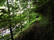 17 Percorrendo il tranquillo ombroso sentiero nel bosco 